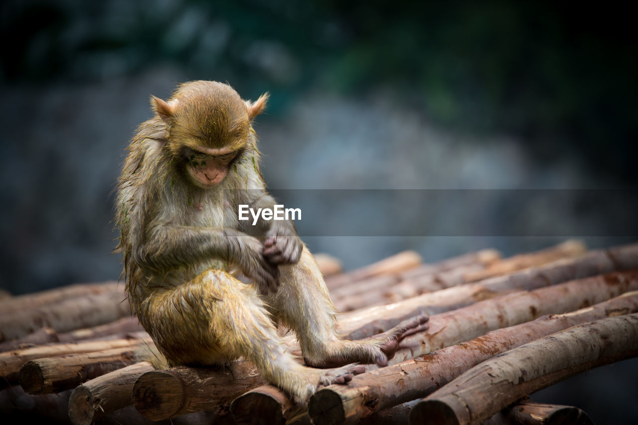 Monkey sitting on wood