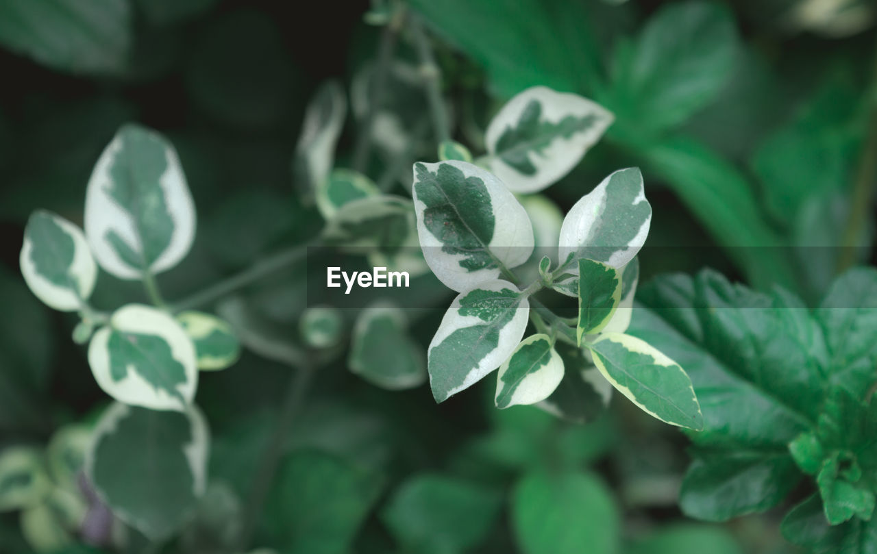 Close-up of flowers against green leaves on plant