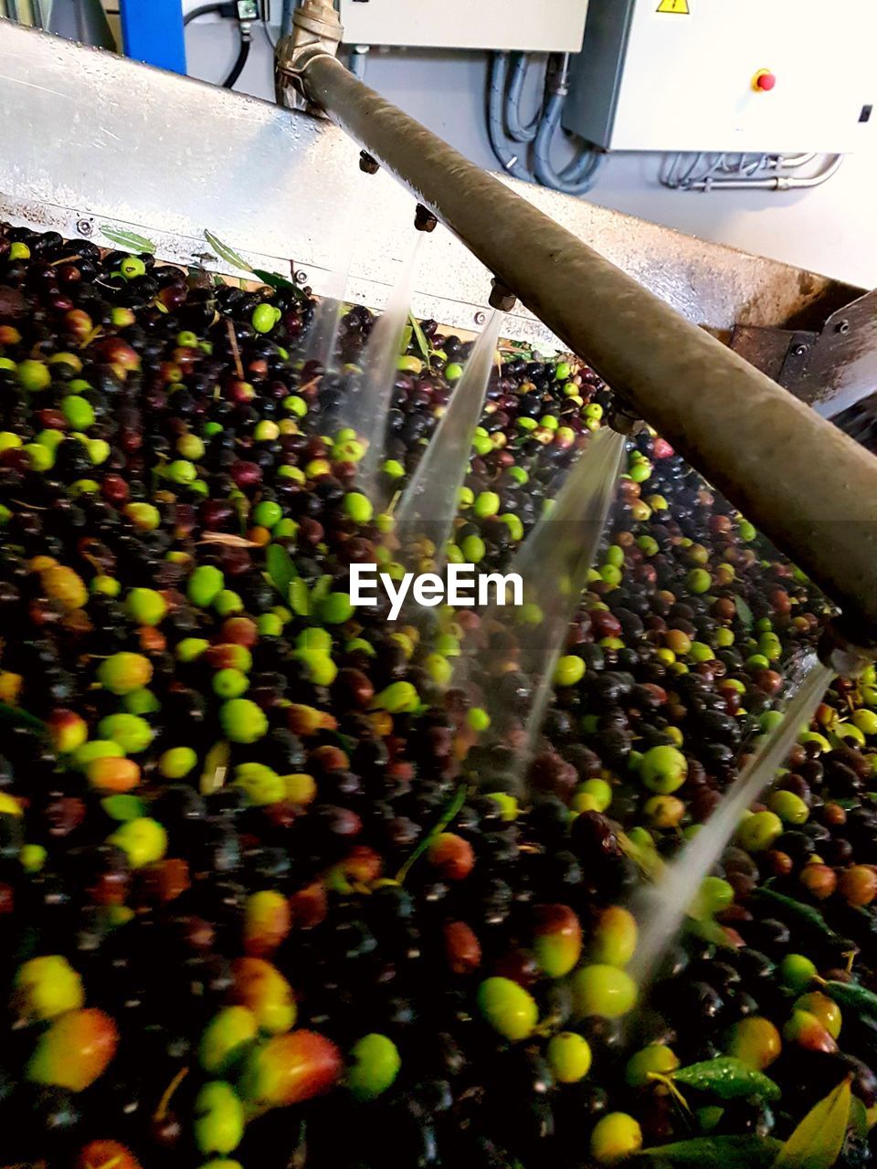 CLOSE-UP OF GRAPES GROWING IN FACTORY