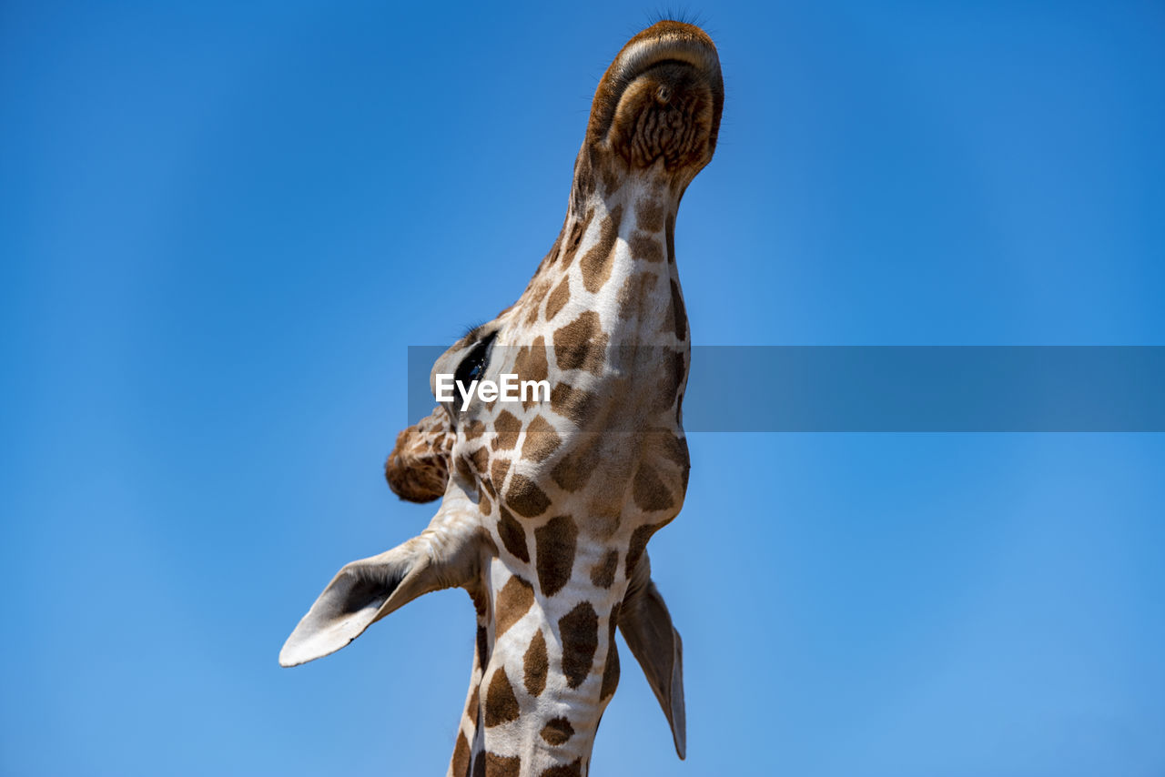 giraffe, animal, blue, animal themes, one animal, sky, animal wildlife, no people, animal body part, wildlife, nature, mammal, low angle view, day, clear sky, copy space, outdoors