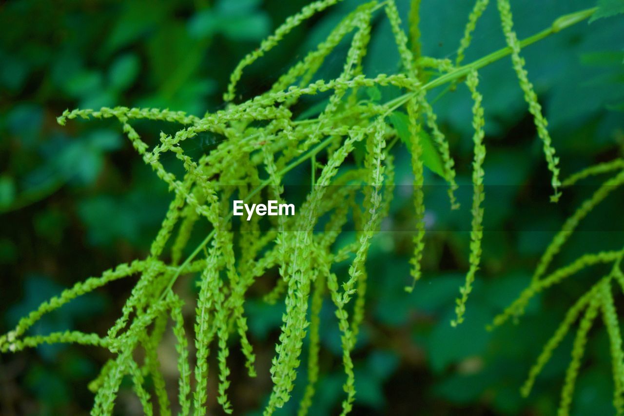 FULL FRAME SHOT OF FRESH GREEN LEAVES