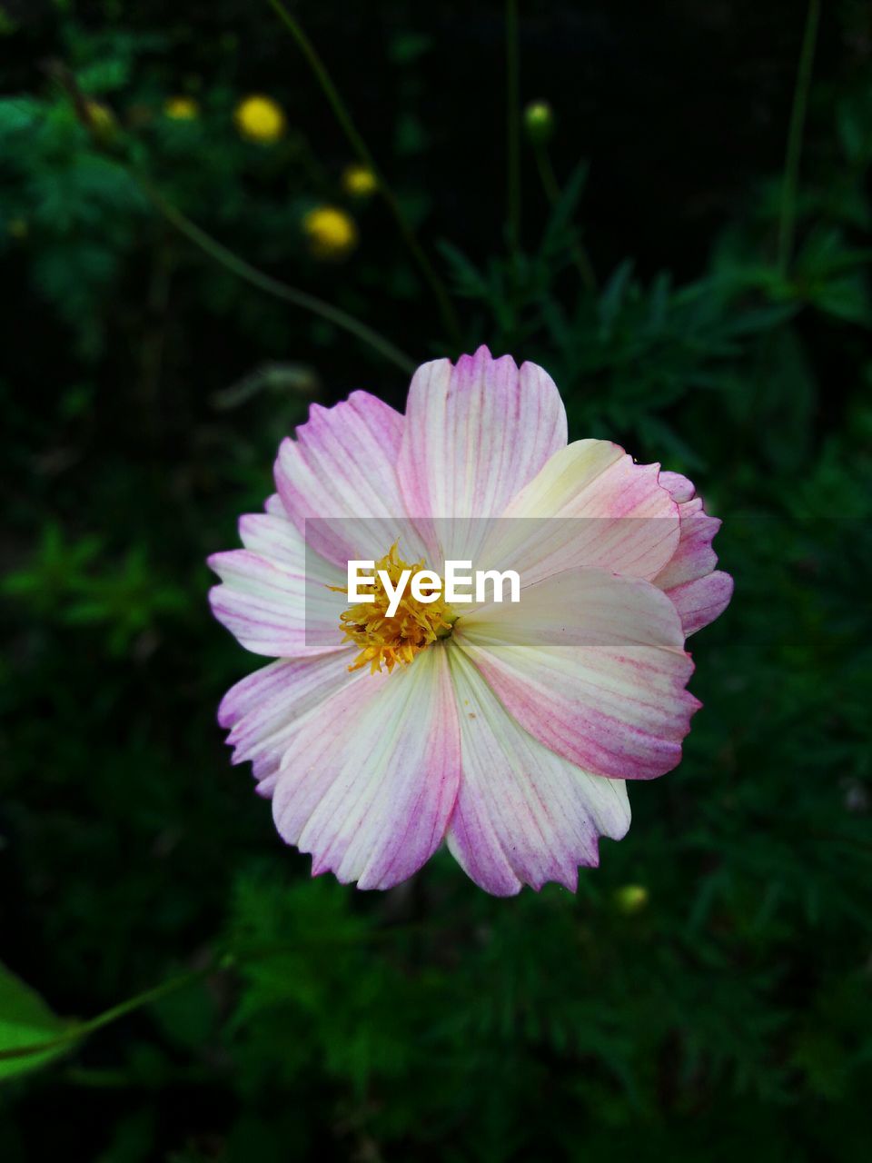 CLOSE-UP OF PINK COSMOS FLOWER BLOOMING OUTDOORS