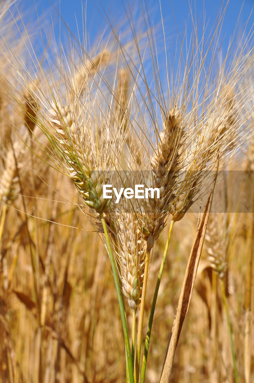 Close-up of wheat growing on field