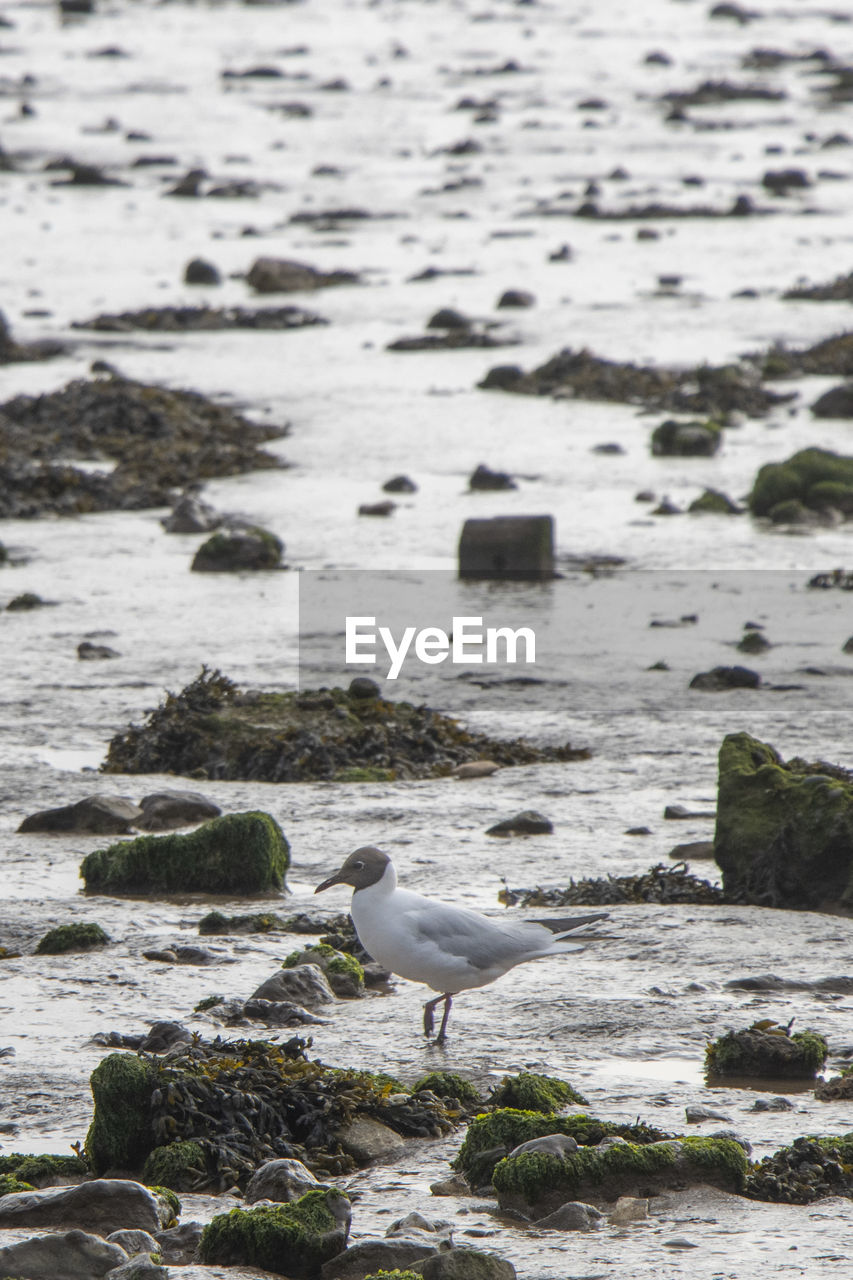 Summer plumage black-headed gull amongst rocks and water