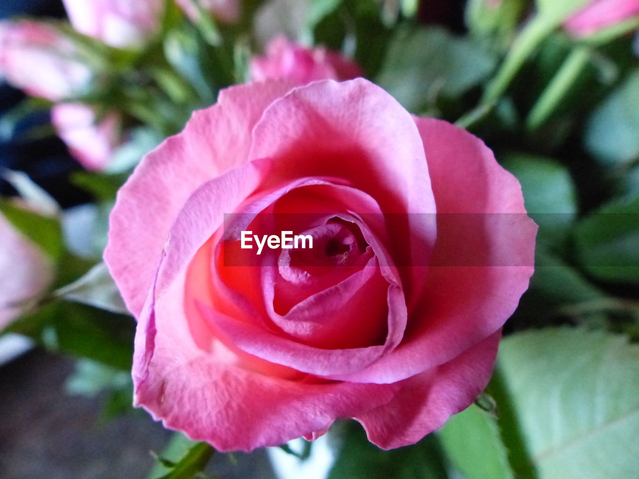 Close-up of pink rose