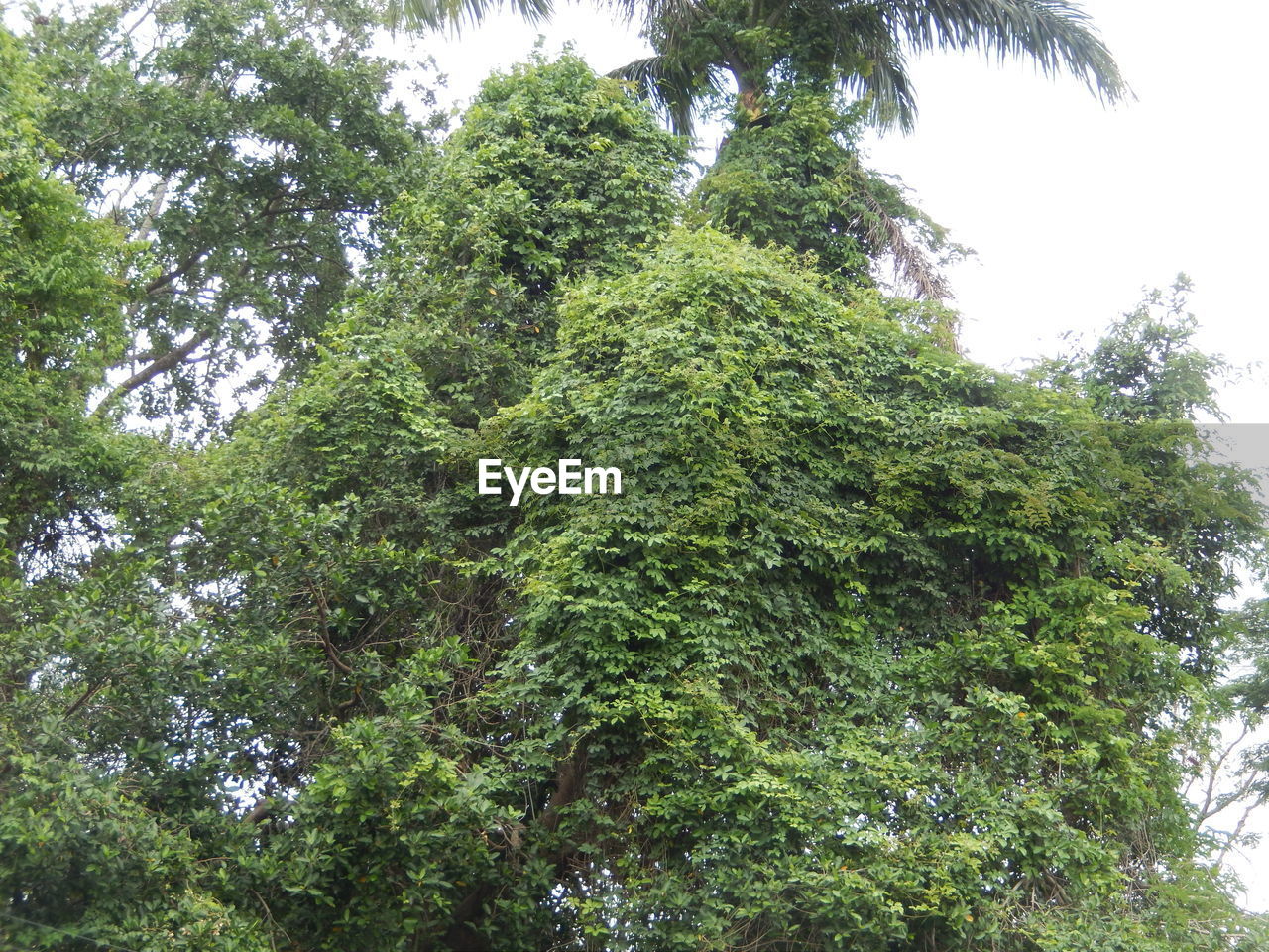 LOW ANGLE VIEW OF TREE AGAINST SKY