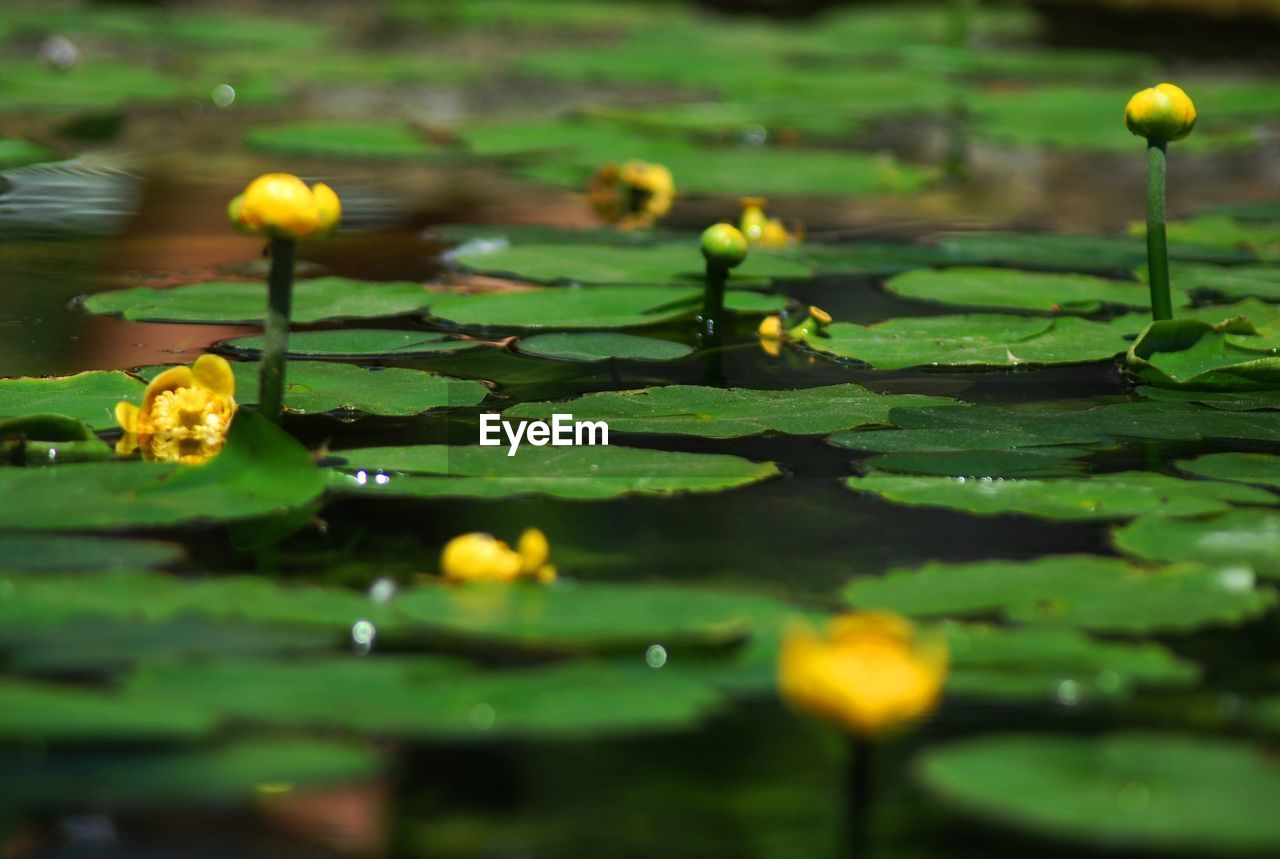 Close-up of yellow water lily flowers in pond