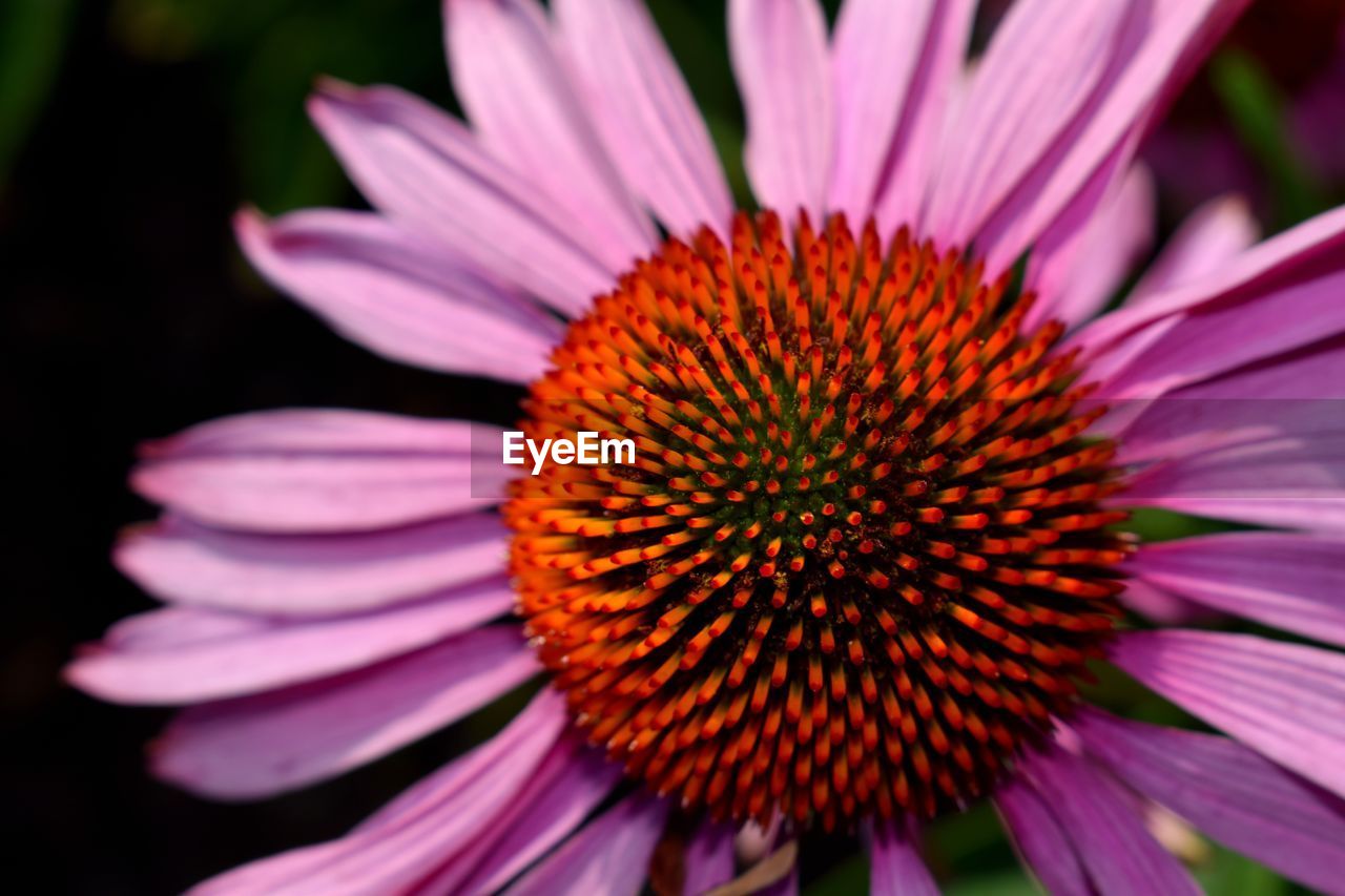 CLOSE-UP OF PURPLE CONEFLOWER
