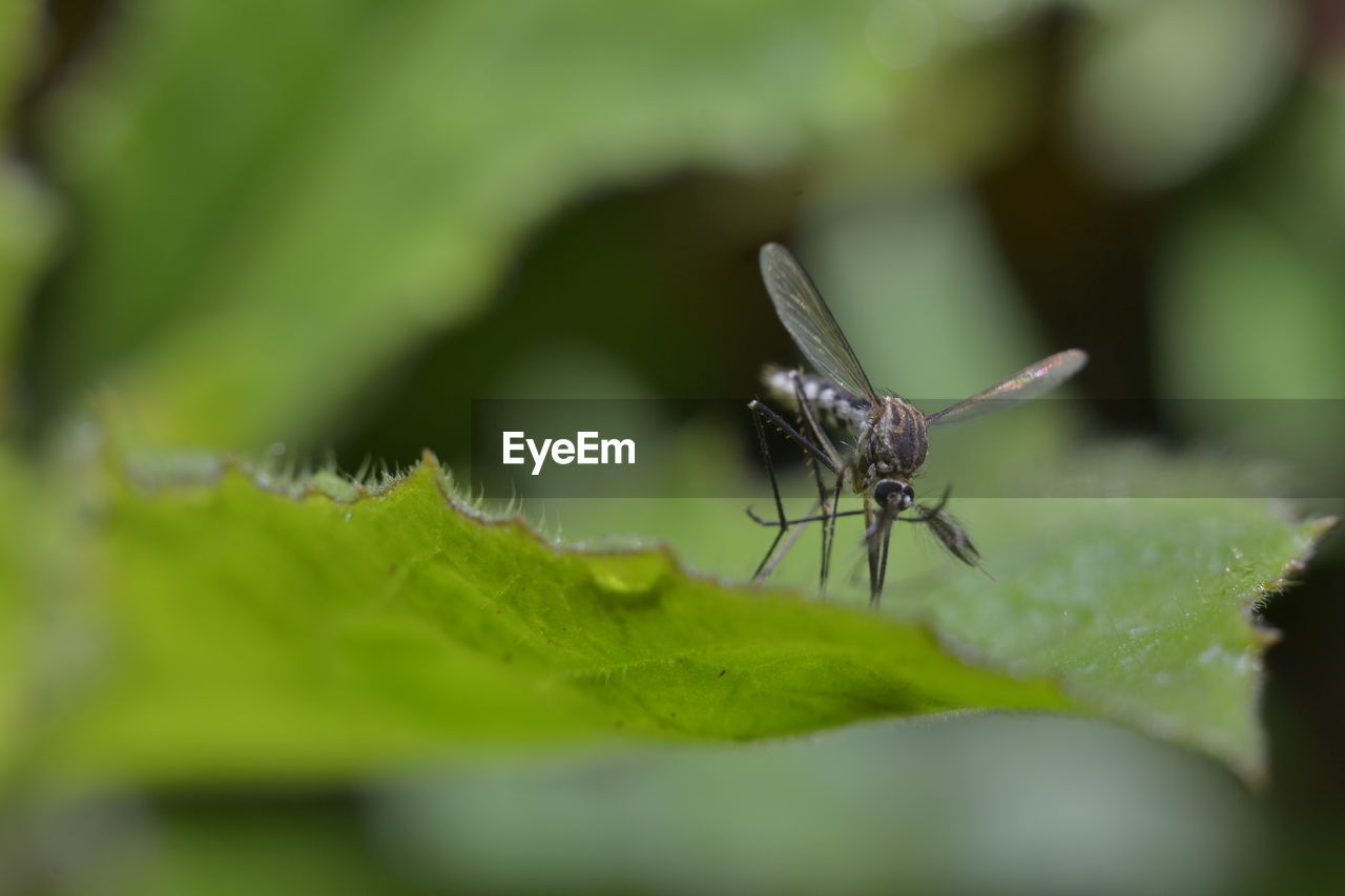 Mosquito on leaf