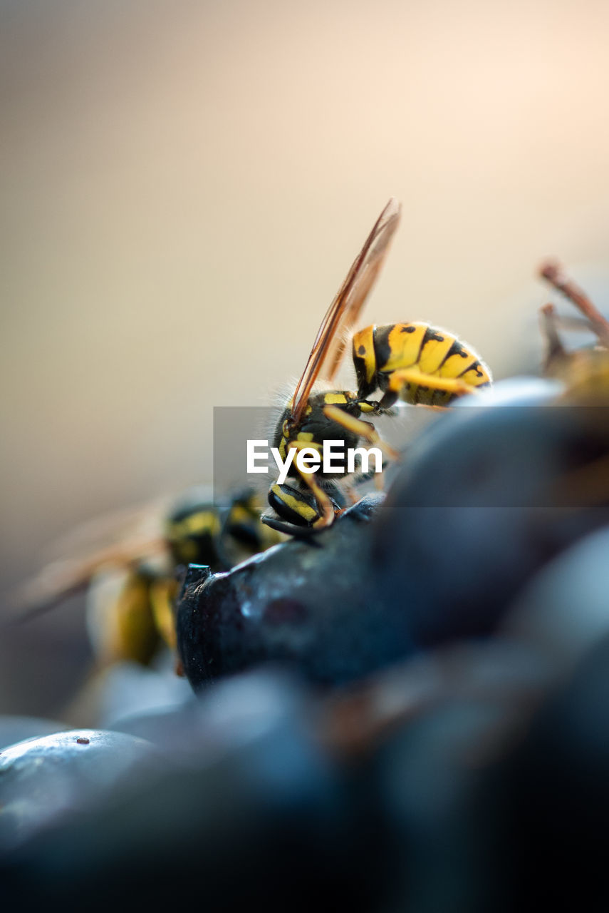 Close-up of insect on grape