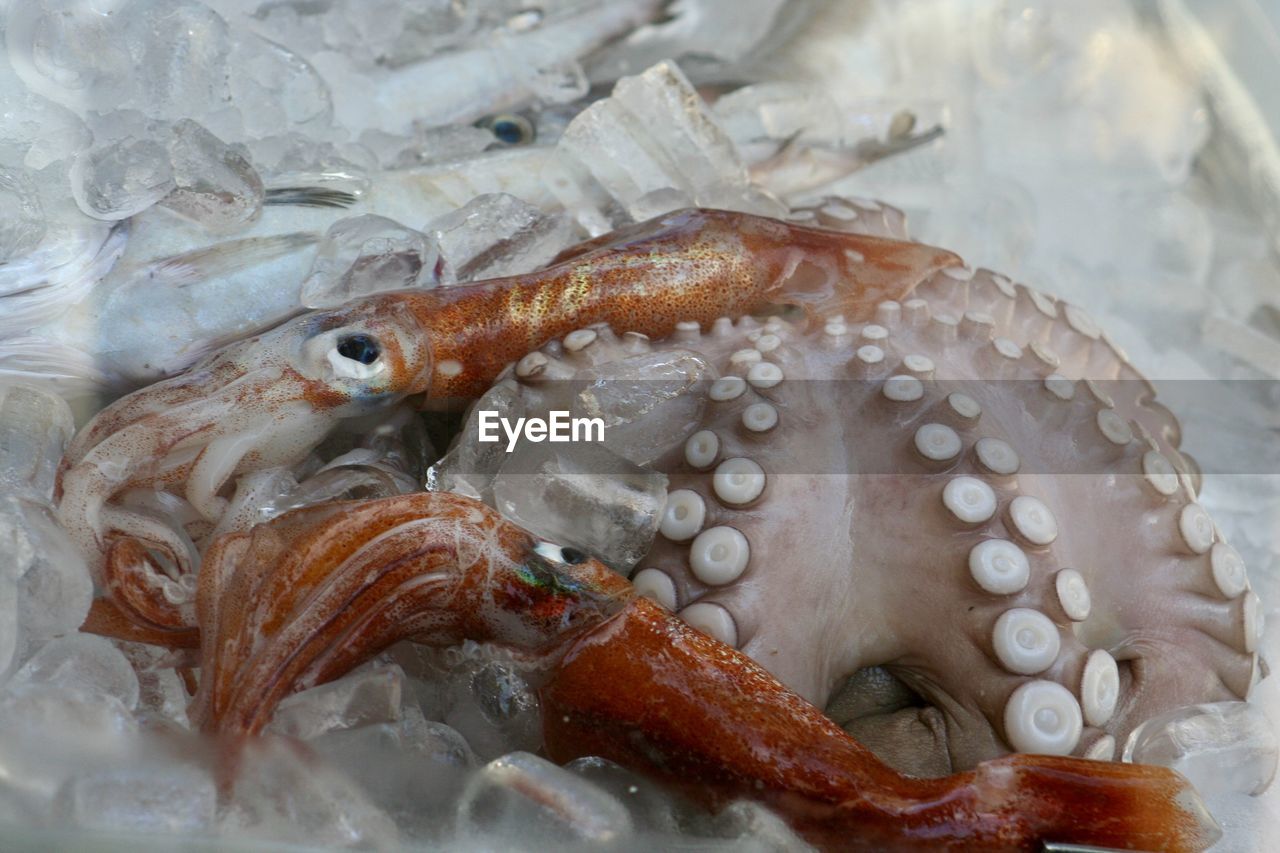 Close-up of octopus 