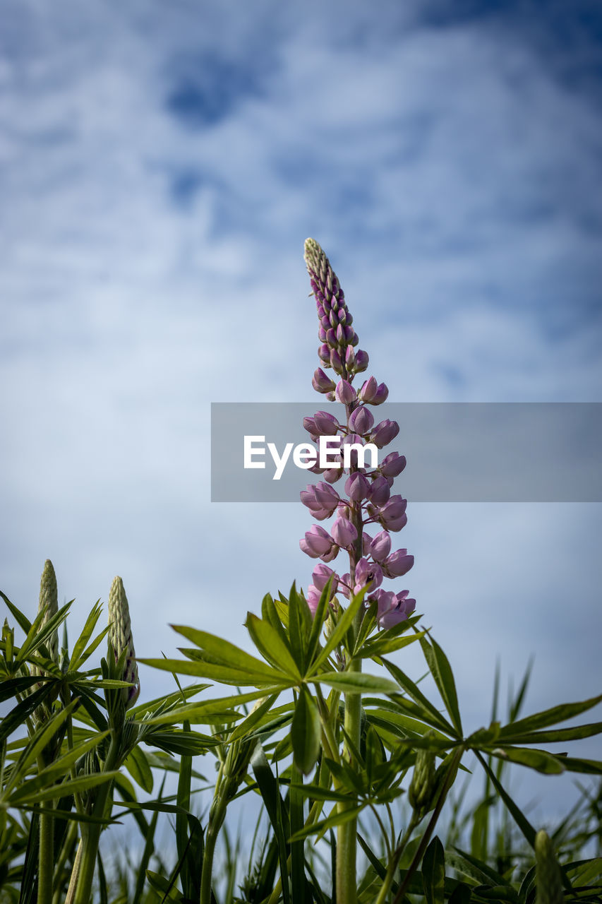 Close-up of purple flowering lupine