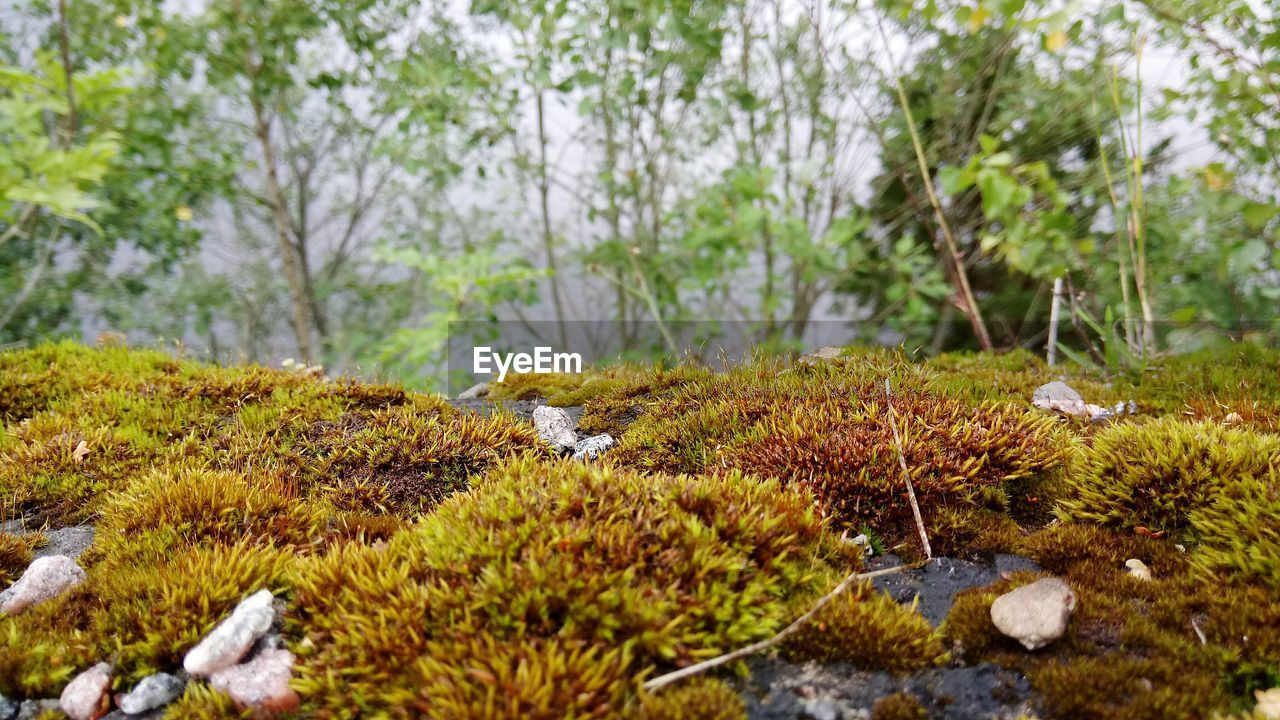 Plants growing in forest