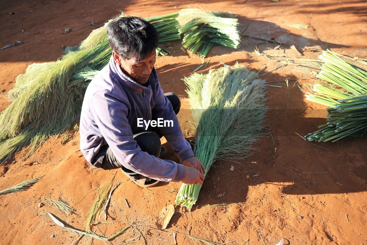 High angle view of man tying plants on field during sunny day