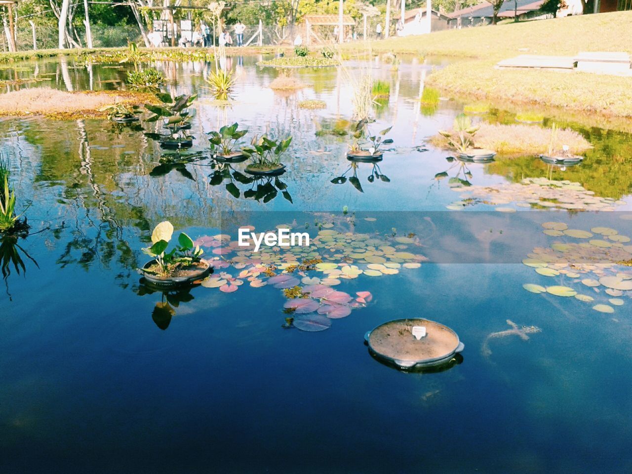 High angle view of lotus water lily leaves in pond