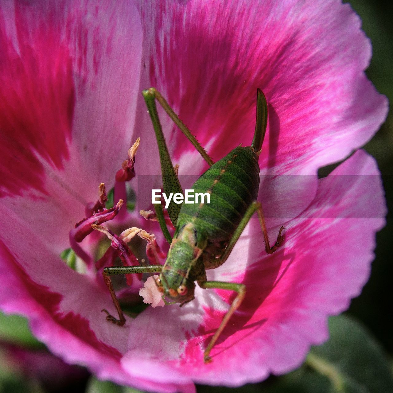 CLOSE-UP OF INSECT ON FLOWER