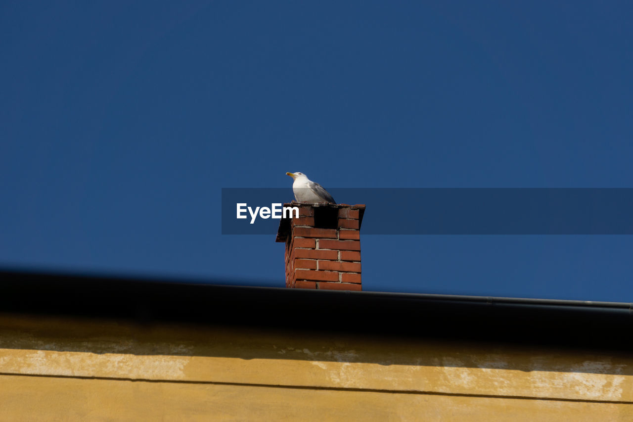 Low angle view of bird perching on building against clear sky