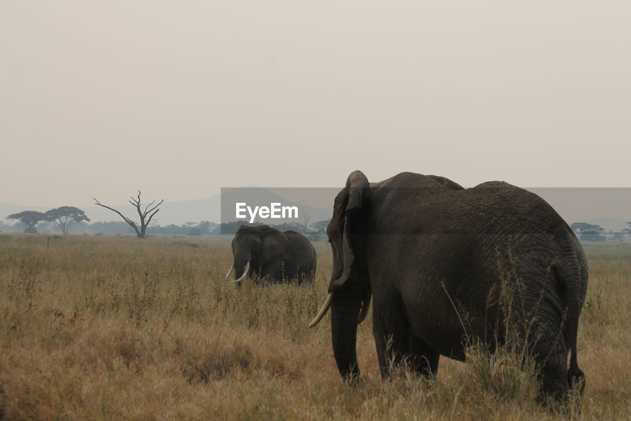 Elephants standing on grassy field against clear sky