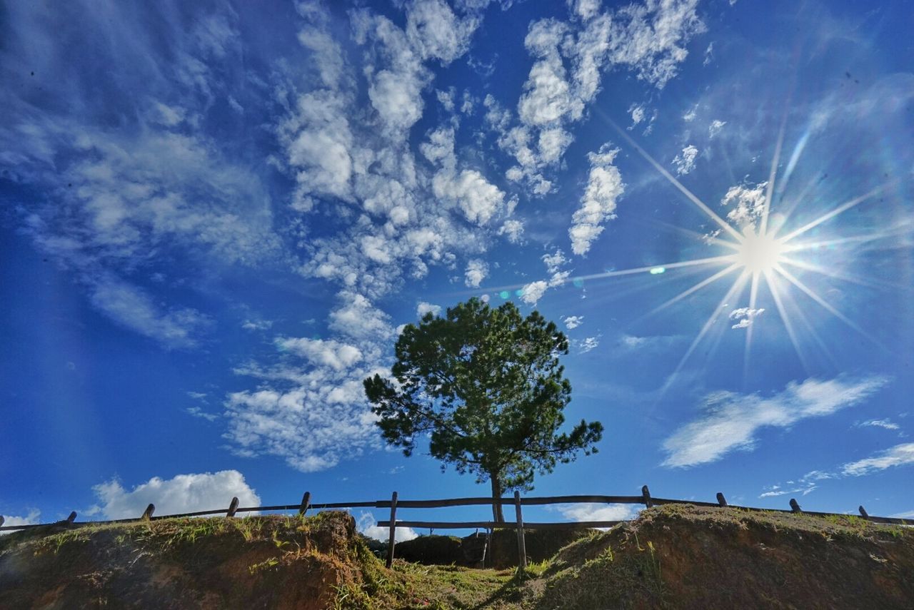 Low angle view of trees against blue sky