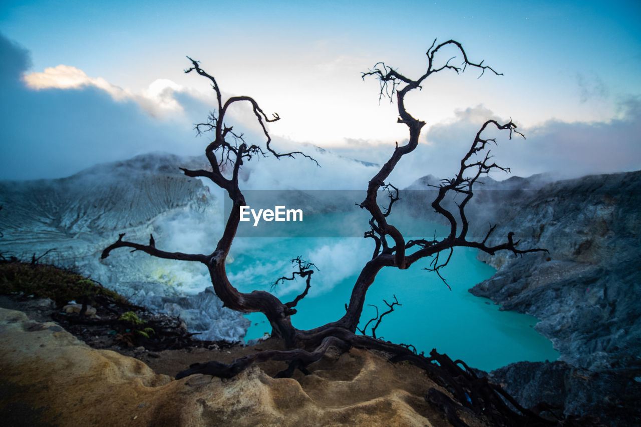 DEAD TREE AGAINST MOUNTAIN