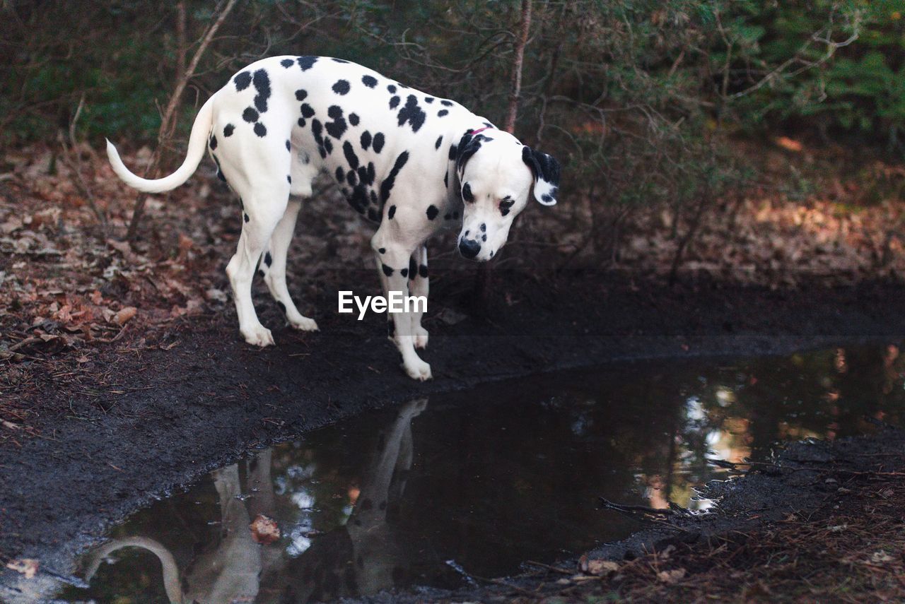 Dalmatian dog by water on field