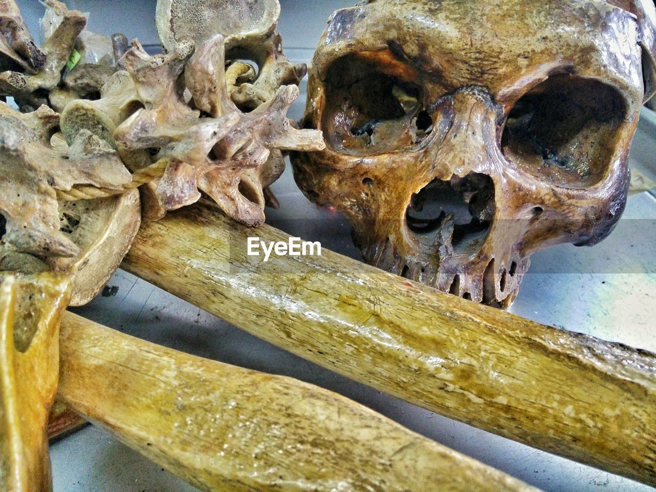 High angle view of bones on table