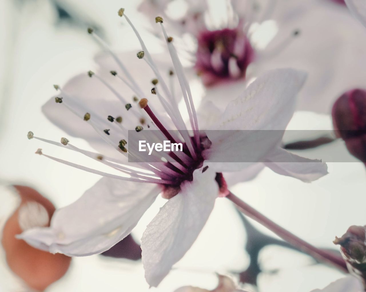 Close-up of fresh white flower