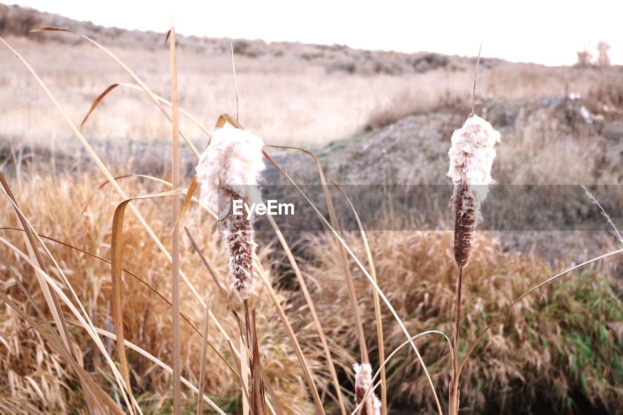 CLOSE-UP OF DRY PLANT ON FIELD