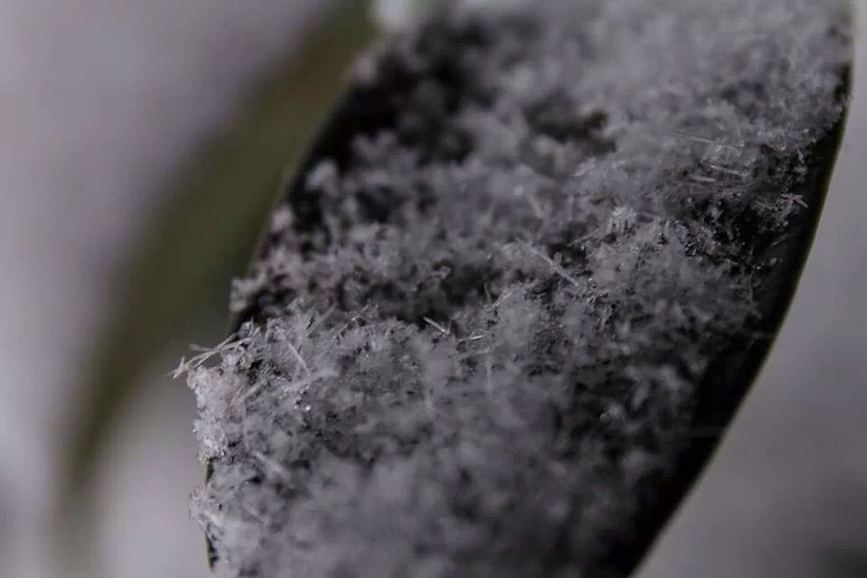 Close-up of frozen leaf