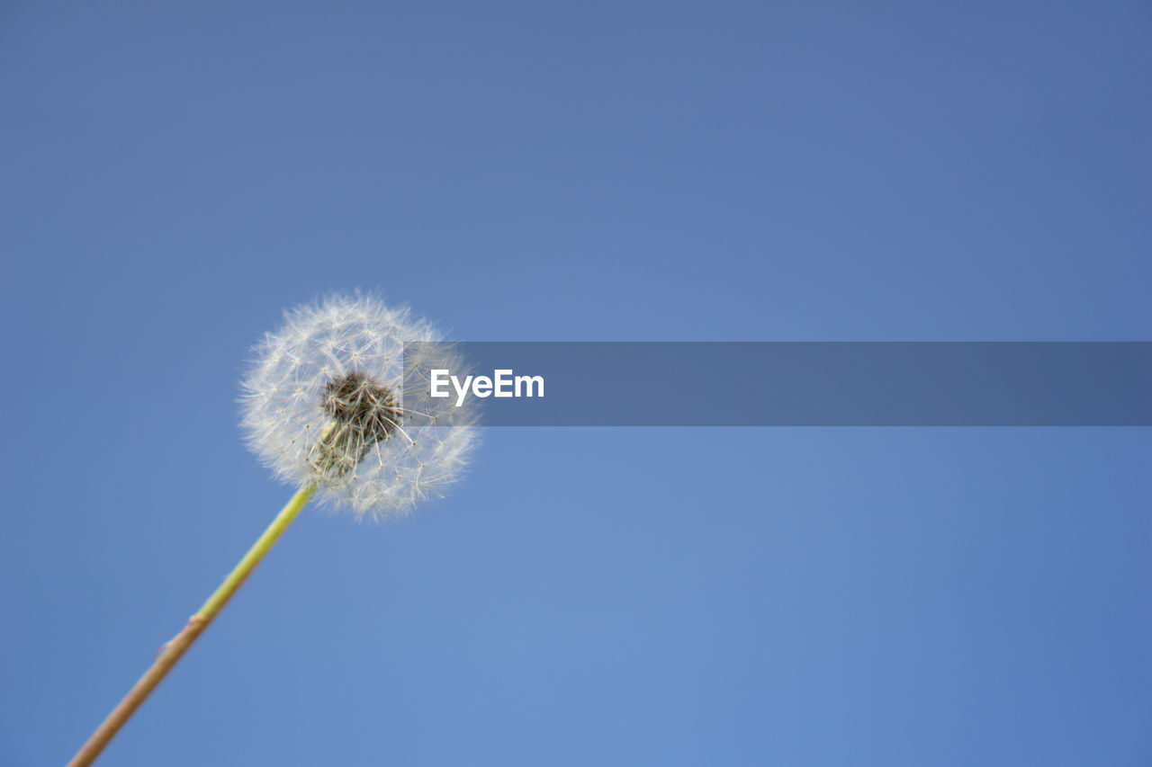 LOW ANGLE VIEW OF DANDELION AGAINST SKY