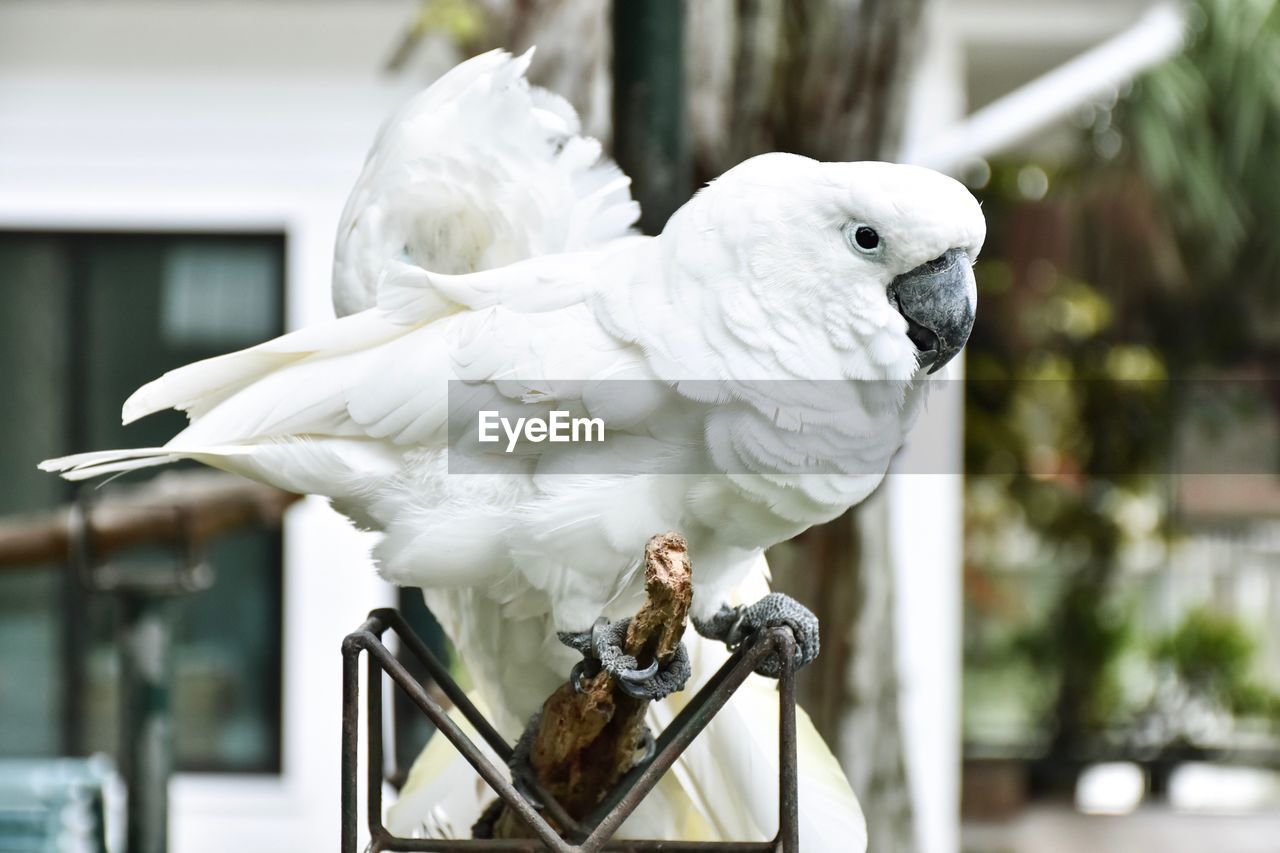 Close-up of parrot perching on railing