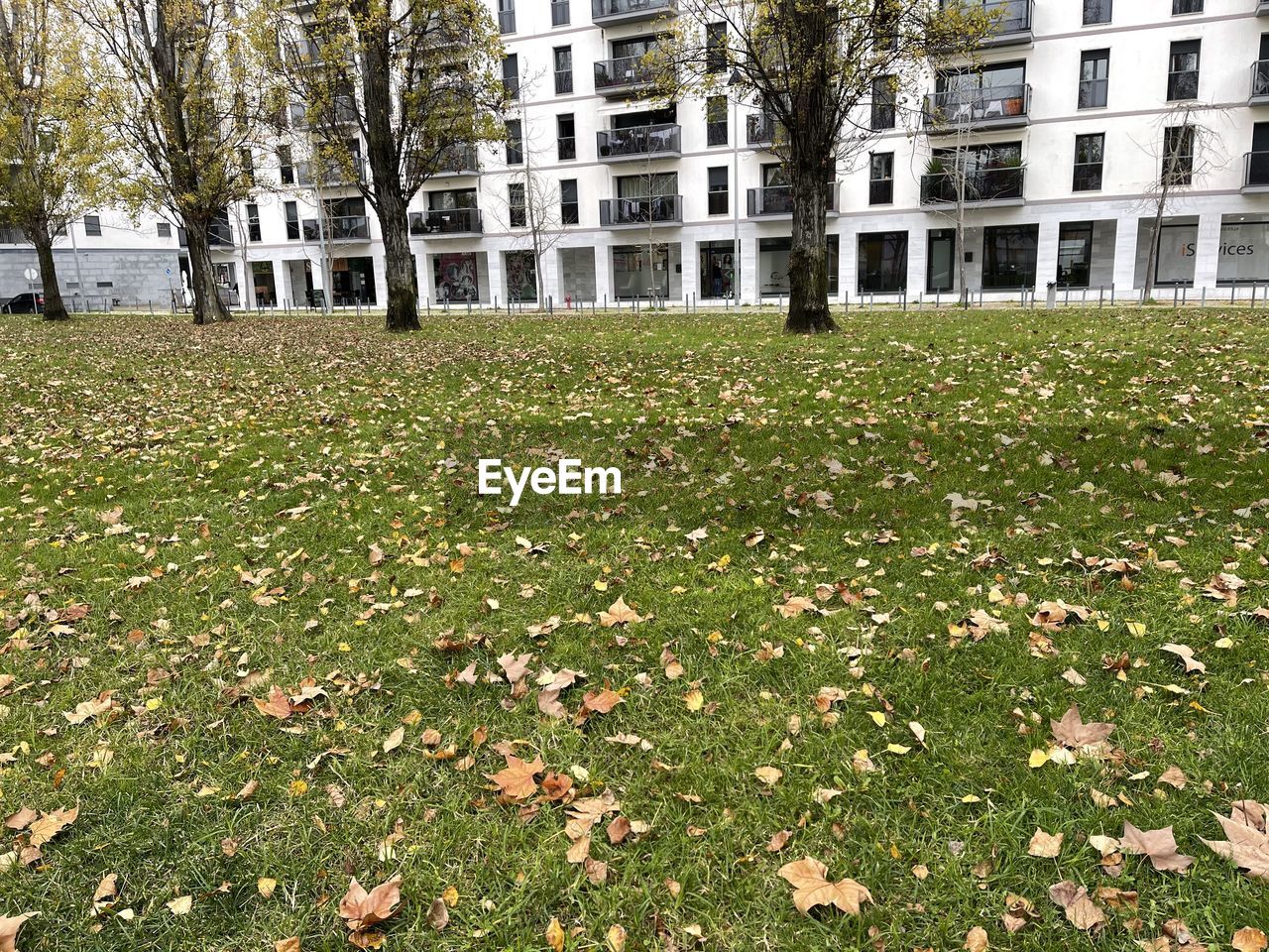 PLANTS GROWING ON FIELD AGAINST BUILDING