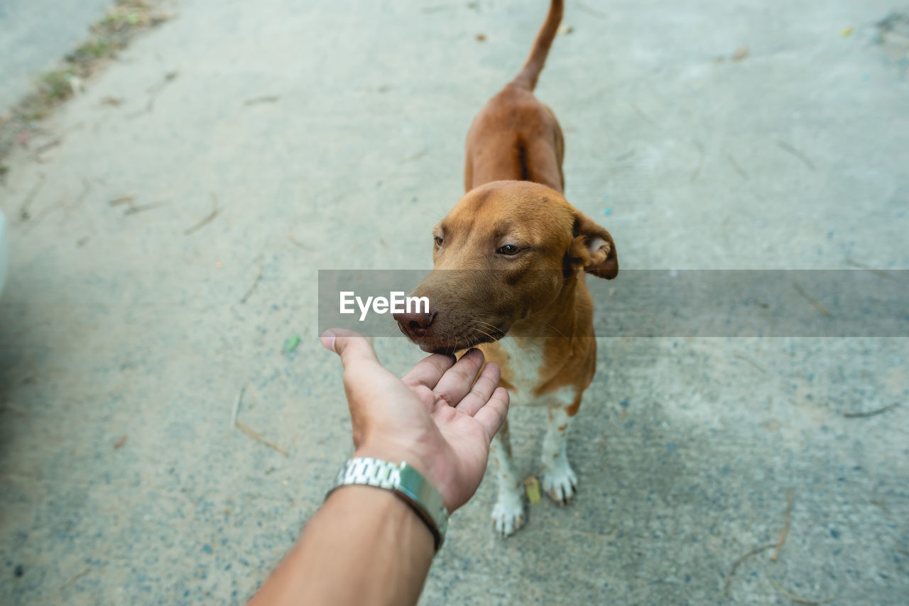 HAND HOLDING DOG