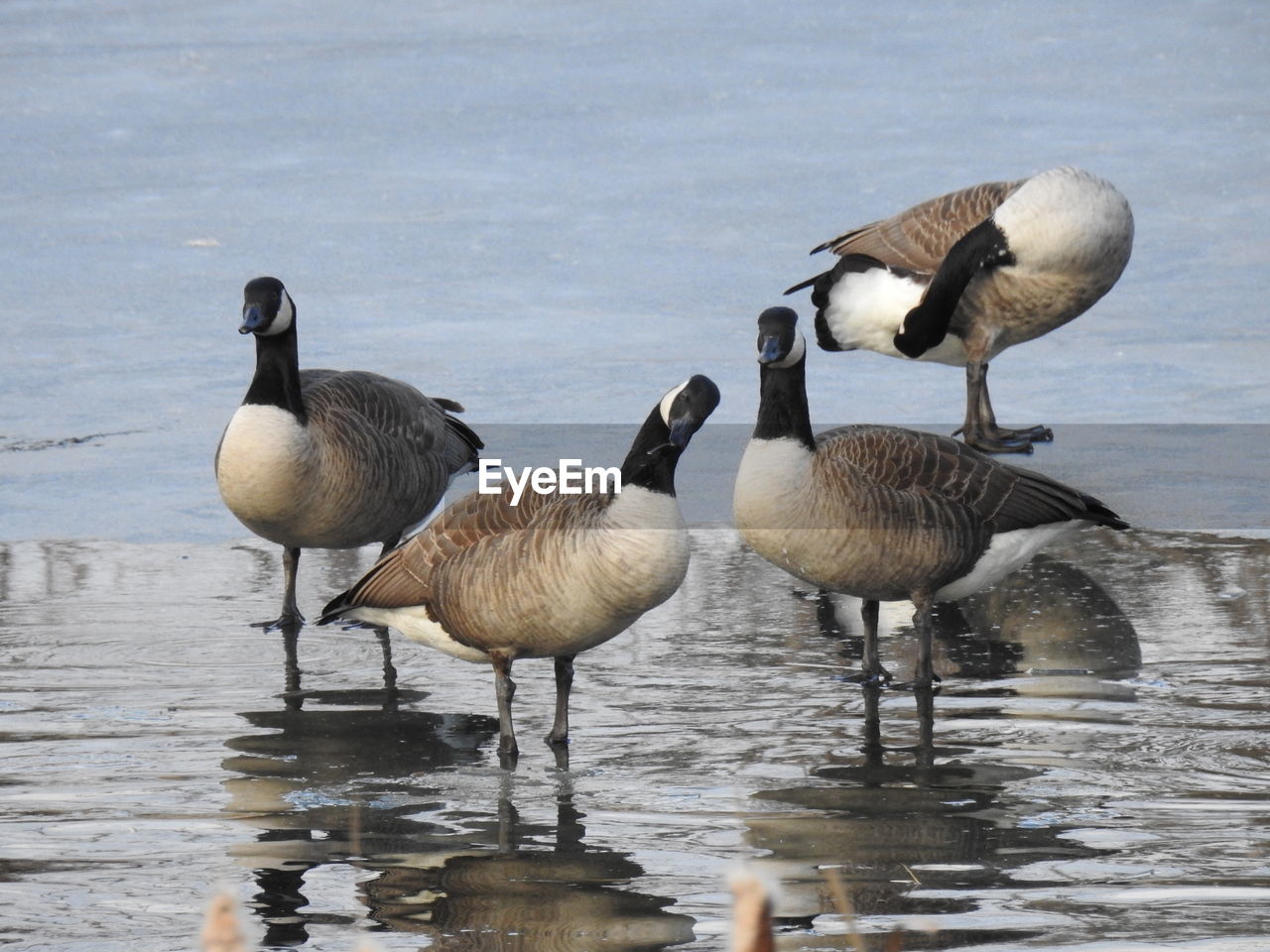 BIRDS IN LAKE