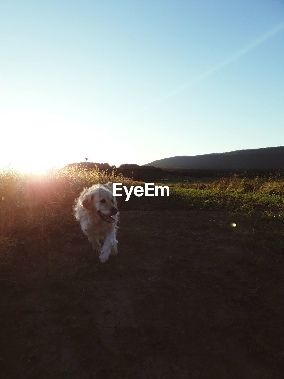 Dog on field against sky