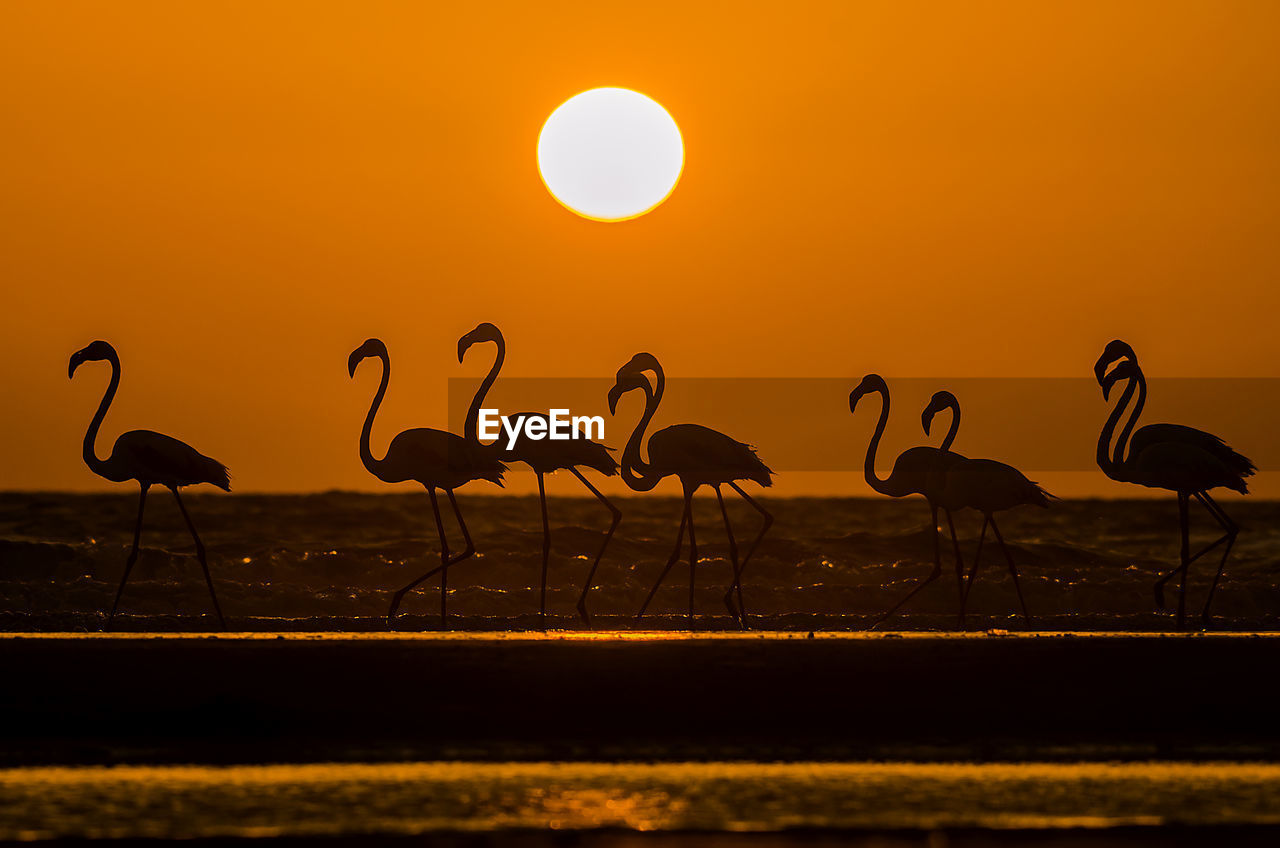 Silhouette flamingo in sea against sky during sunset