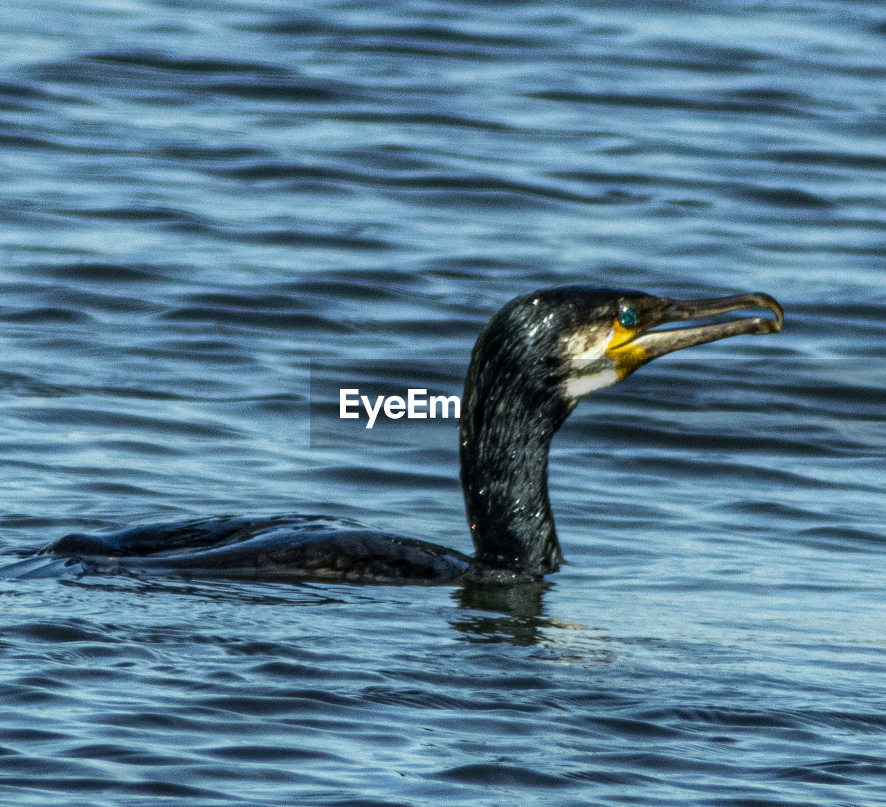 Cormorant popping out of the river dodder in dublin, ireland 