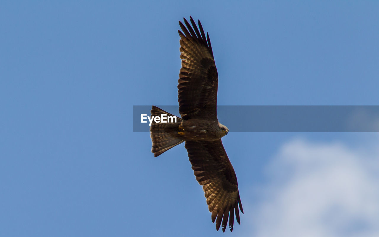 LOW ANGLE VIEW OF EAGLE FLYING AGAINST THE SKY