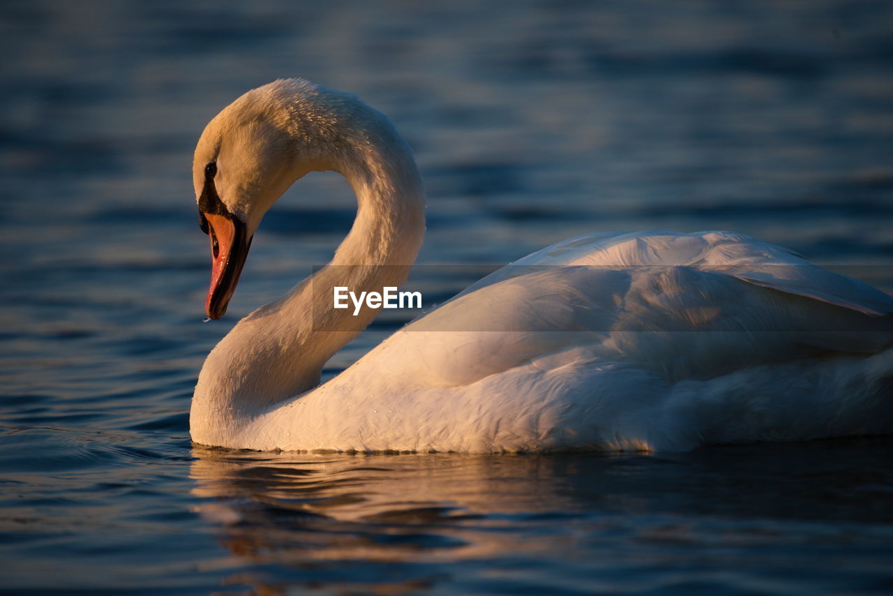 CLOSE-UP OF SWAN