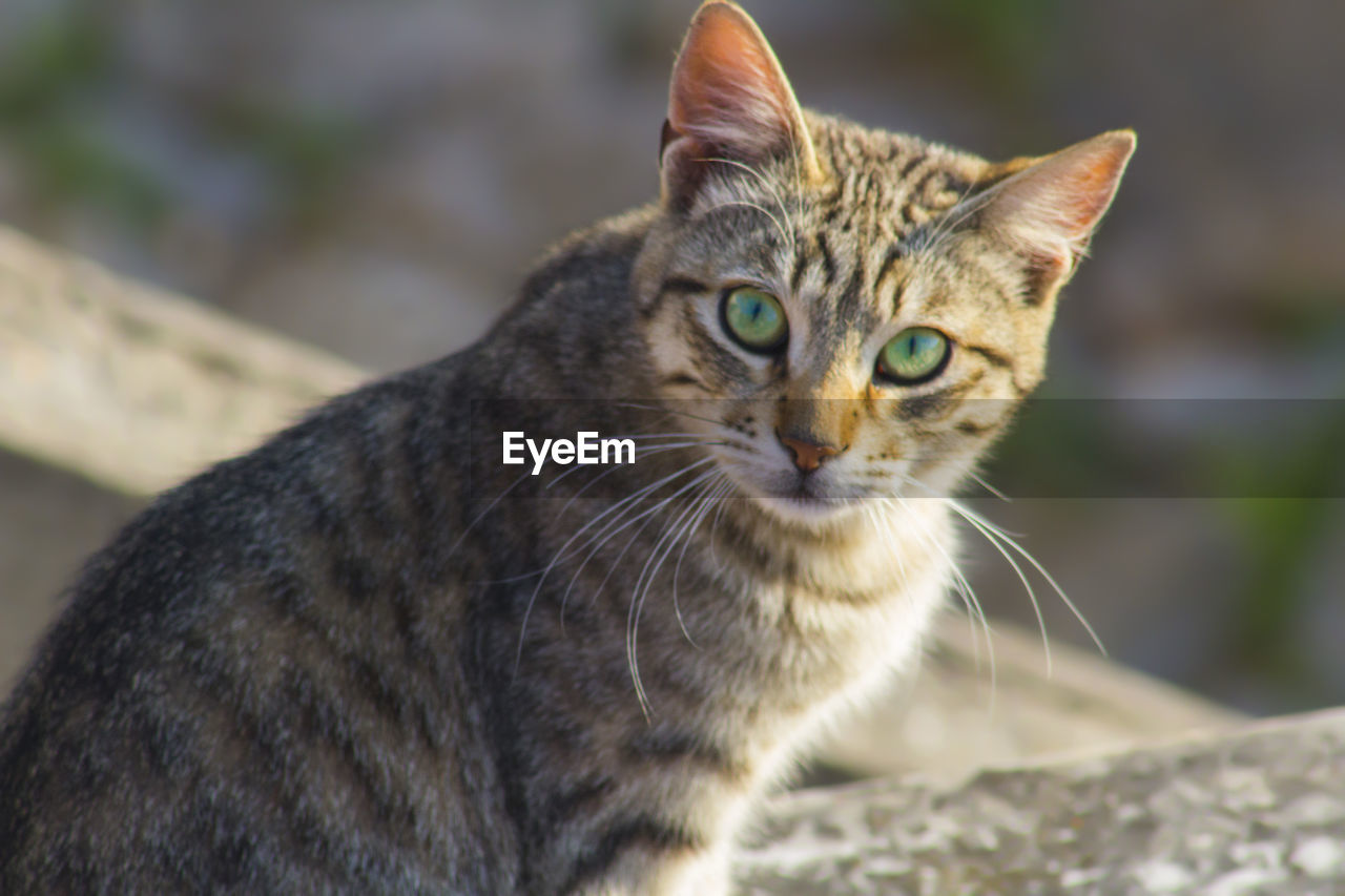 Close-up portrait of cat