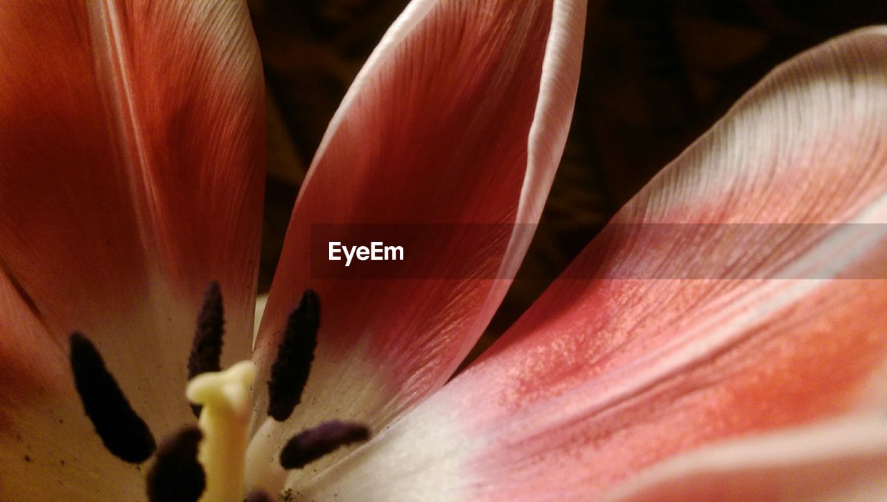 MACRO SHOT OF PINK FLOWER