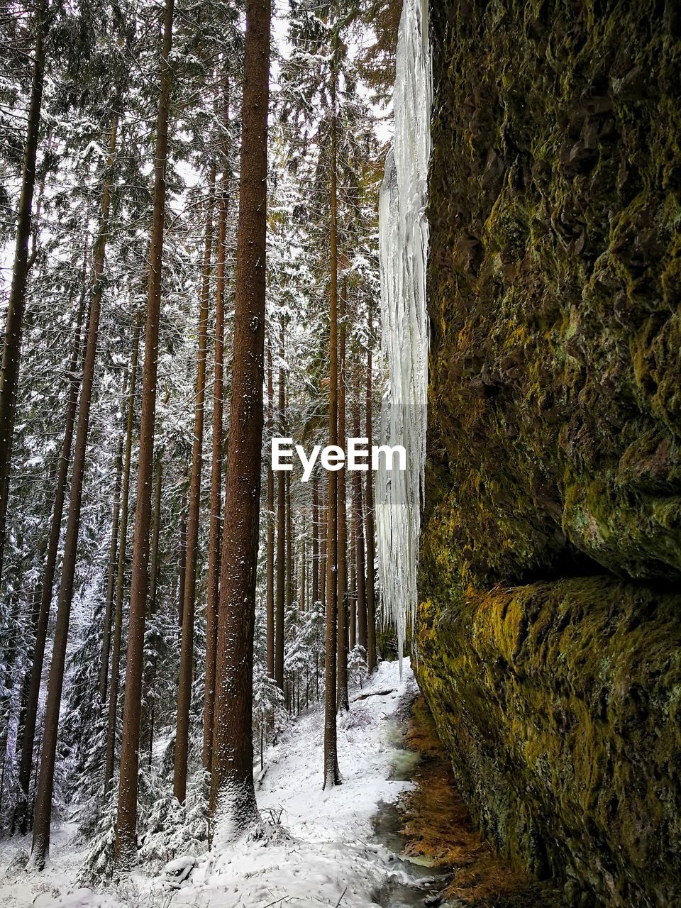 Trees in forest during winter