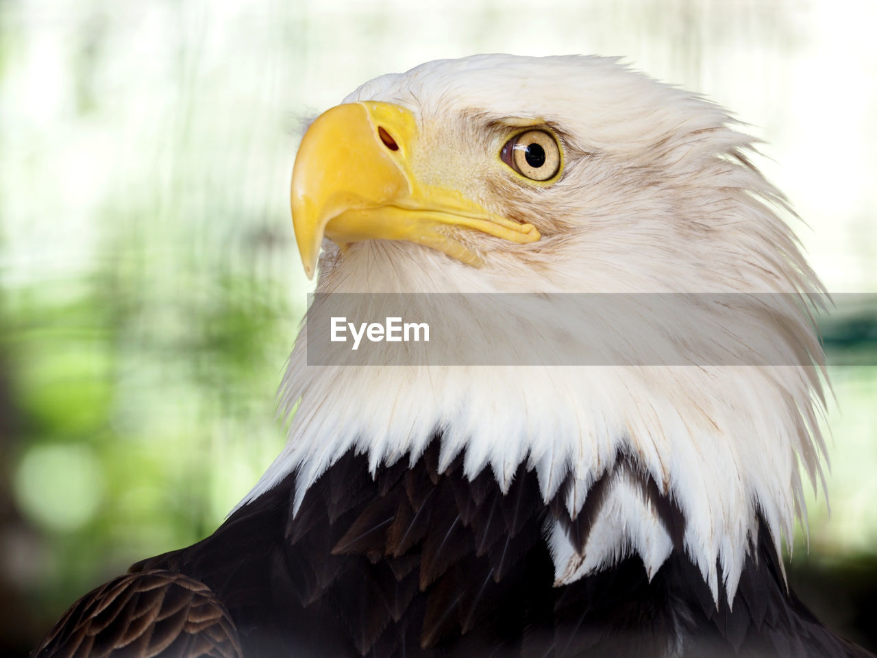 Close-up of bald eagle