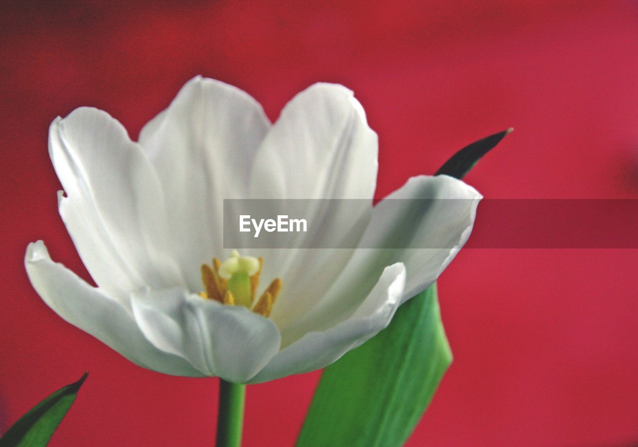 CLOSE-UP OF WHITE FLOWER