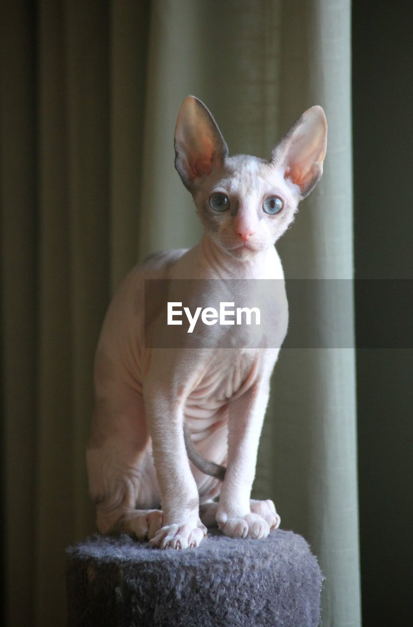 Close-up of a little cornish rex kitten 