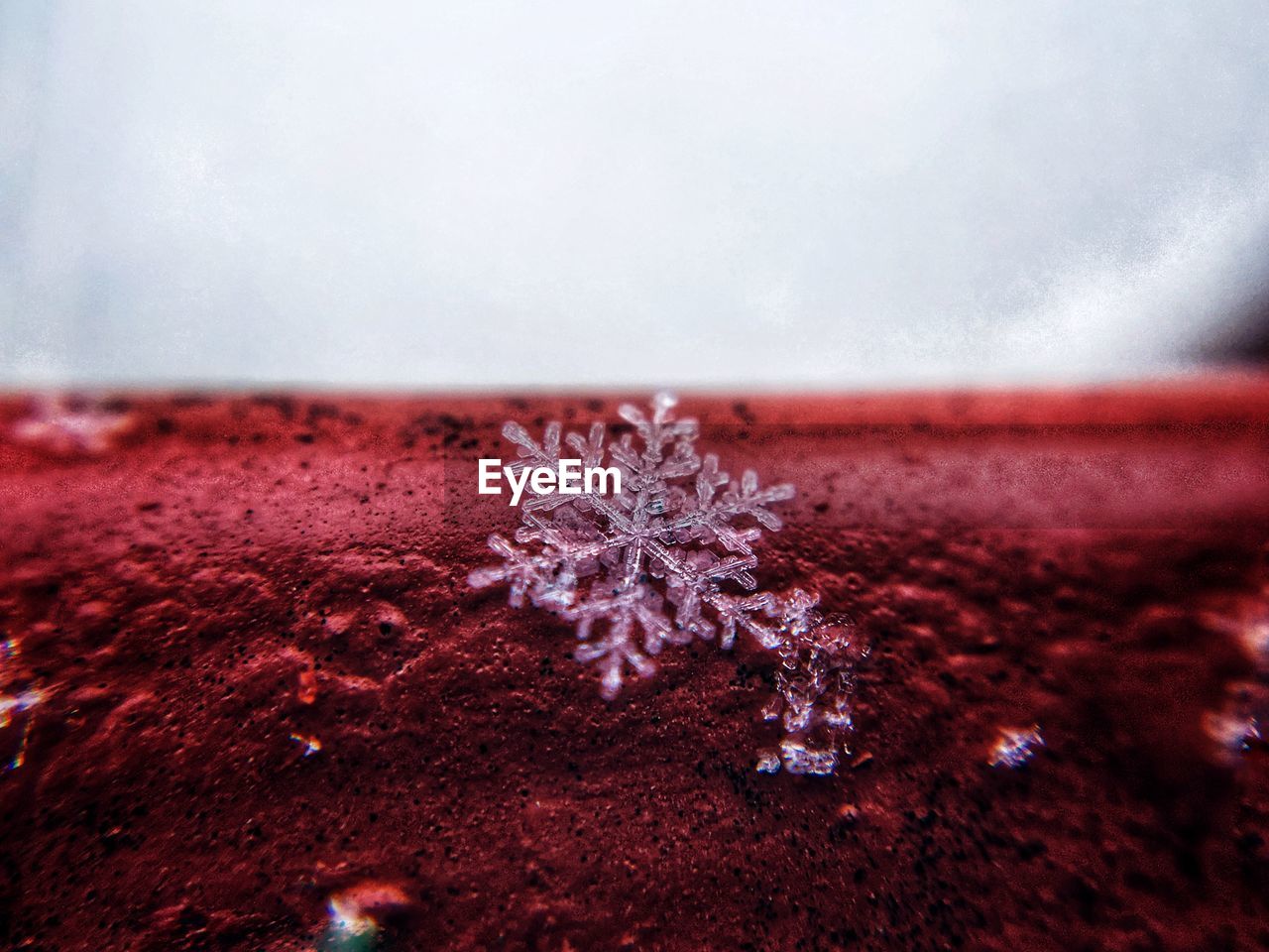 CLOSE-UP OF FROZEN PLANTS AGAINST SKY DURING WINTER