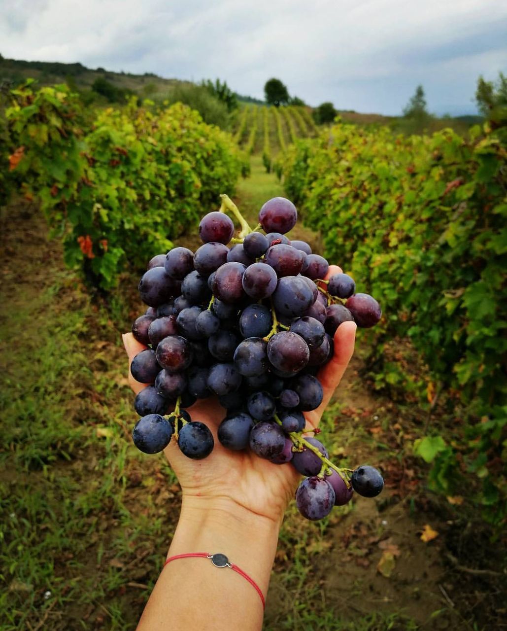 CROPPED HAND HOLDING GRAPES OVER VINEYARD