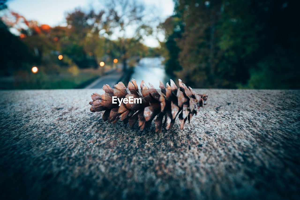 Close-up of dried pine cone on retaining wall