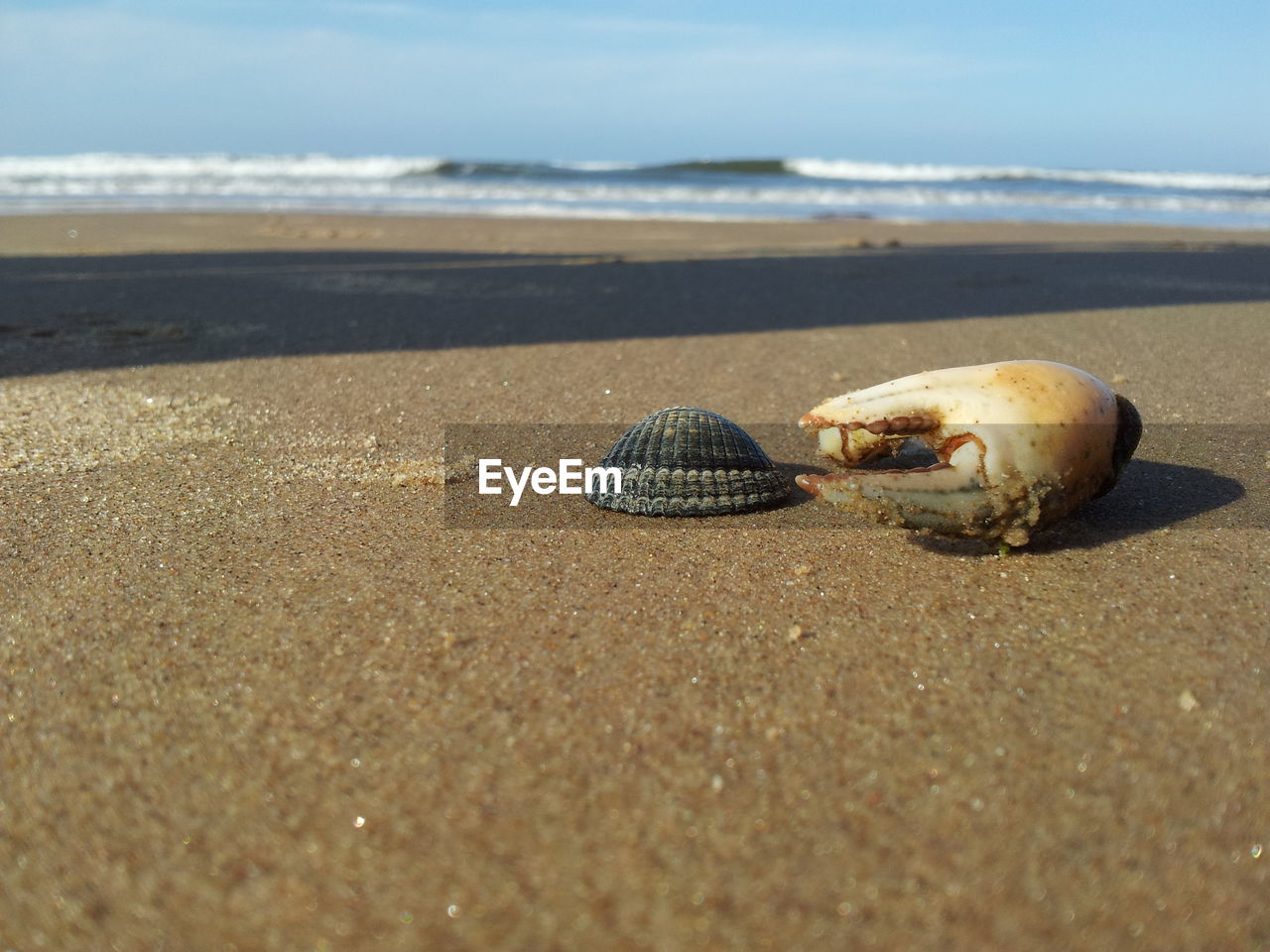 CLOSE-UP OF TORTOISE ON BEACH