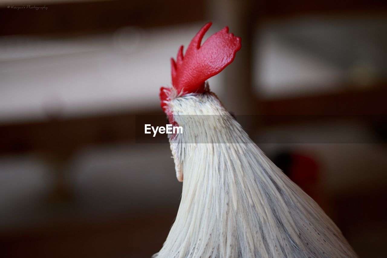 Close-up of white chicken